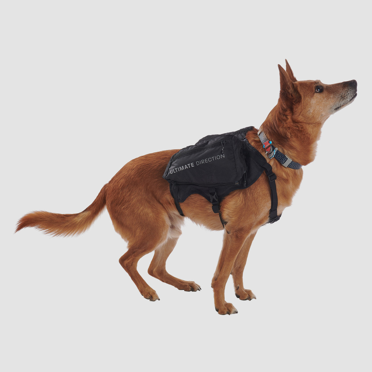 UD Dog Vest